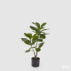 Pianta artificiale con ficus chic con vaso